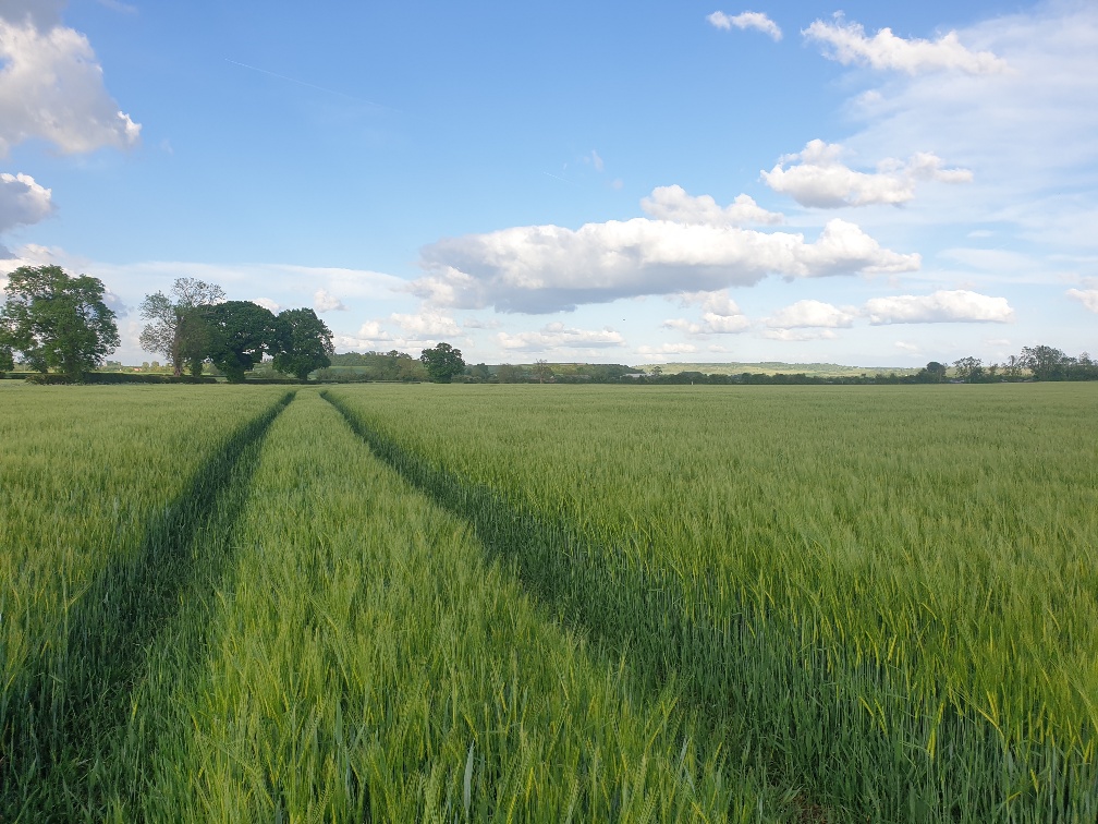 Summer photo showing crops and trees locally in  Long Marston